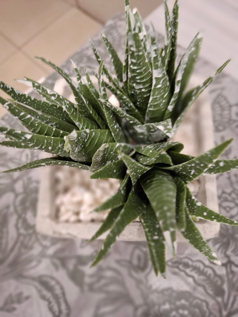 Aloe in two tone cement pot- Set of Two - REAL BARGAIN OFFER
