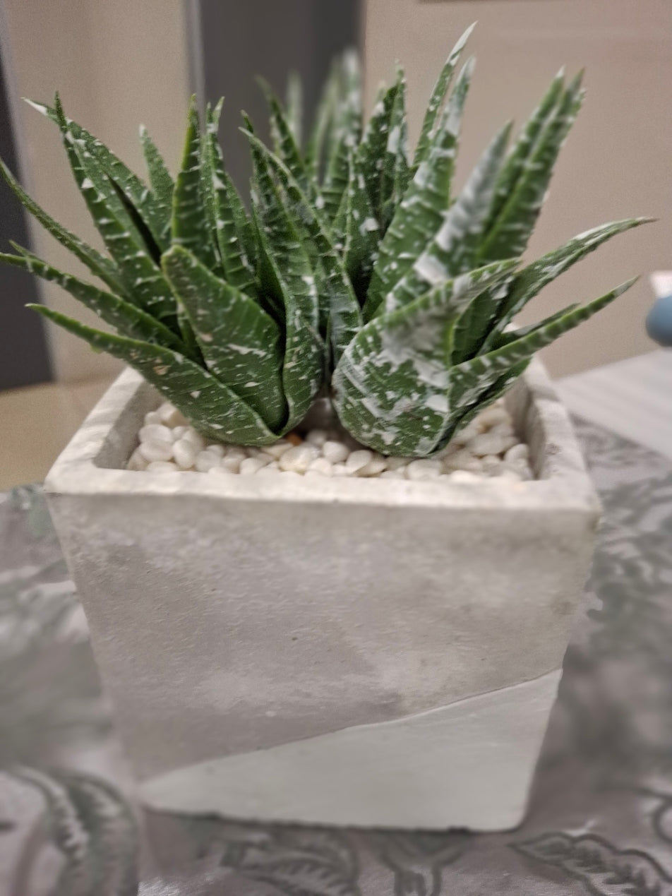 Aloe in two tone cement pot- Set of Two - REAL BARGAIN OFFER