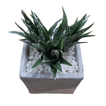 Aloe in two tone cement pot- Set of Two - REAL BARGAIN OFFER
